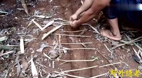 野外生存视频大全,视频大全解析与实战技巧