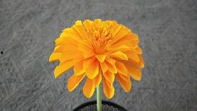 折纸菊花视频,跟随视频轻松制作美丽菊花