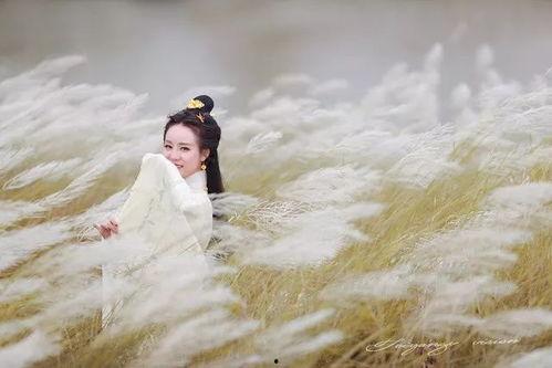 蒹葭视频,探寻古典诗意之美