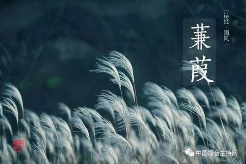 蒹葭视频,探寻古典诗意之美