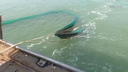 网捕鱼视频,揭秘海洋捕捞的惊心动魄