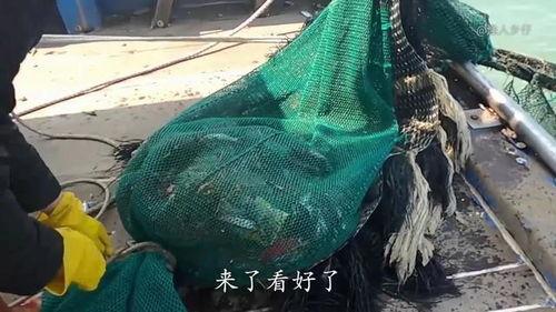 网捕鱼视频,揭秘海洋捕捞的惊心动魄
