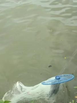 网捕鱼视频,揭秘海洋捕捞的惊心动魄