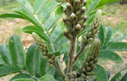 野生牛大力视频,大自然的馈赠与药用价值揭秘