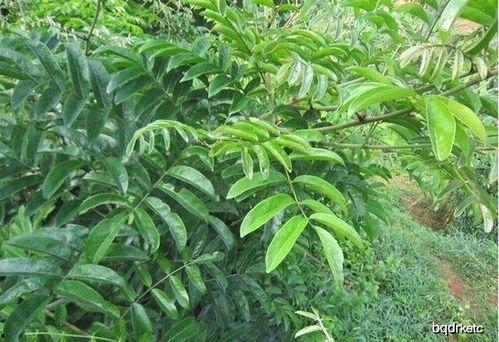 野生牛大力视频,大自然的馈赠与药用价值揭秘