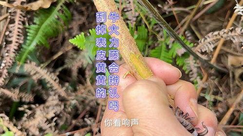 野生牛大力视频,大自然的馈赠与药用价值揭秘