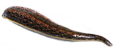 蚂蝗吸血视频,惊心动魄的生存法则