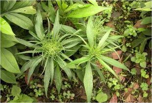 白术种植视频,从播种到收获的实用技巧