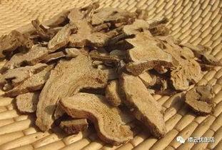 白术种植视频,从播种到收获的实用技巧