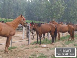 农村养马视频,探寻传统农耕文化的魅力与智慧