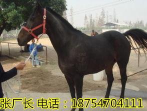 农村养马视频,探寻传统农耕文化的魅力与智慧