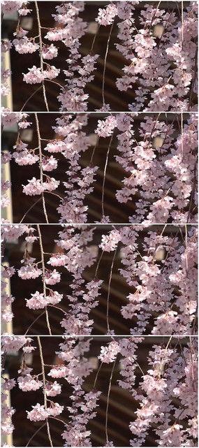 樱花飘落视频,春日浪漫瞬间捕捉