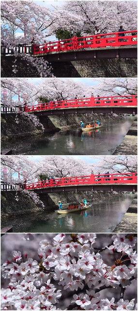 樱花飘落视频,春日浪漫瞬间捕捉