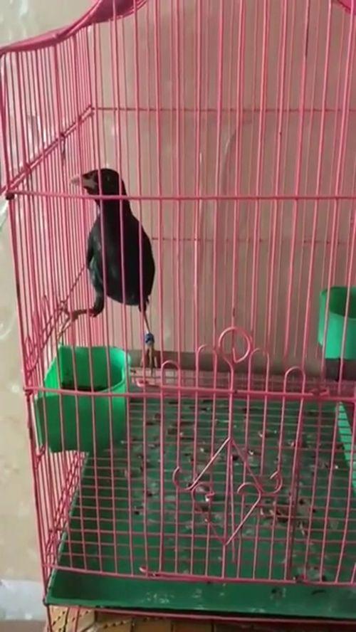 教八哥说话视频,模仿人类对话的智慧瞬间