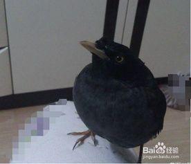 教八哥说话视频,模仿人类对话的智慧瞬间