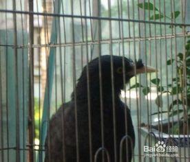 教八哥说话视频,模仿人类对话的智慧瞬间