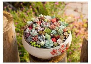 黑料吃瓜多肉小野猫能吃吗,多肉小野猫的饮食揭秘