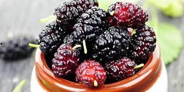 黑料吃瓜多肉小野猫能吃吗,多肉小野猫的饮食揭秘