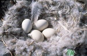 吃毛鸡蛋视频,揭秘视频中的美味瞬间