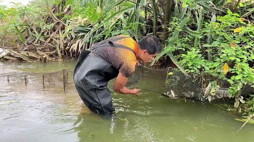 地笼抓鱼视频,渔网中的生态奇观
