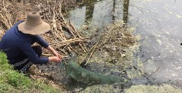 地笼抓鱼视频,渔网中的生态奇观