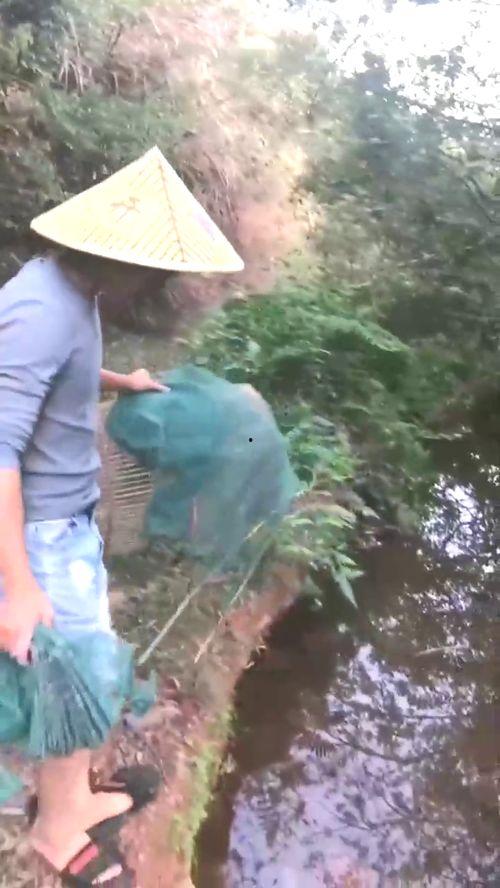 地笼抓鱼视频,渔网中的生态奇观