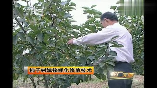 柿子树修剪视频,视频教程精华回顾