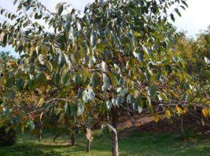 柿子树修剪视频,视频教程精华回顾