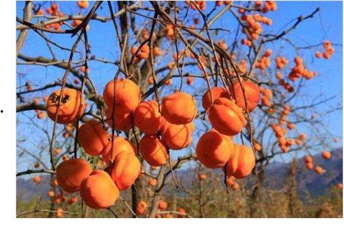 柿子树修剪视频,视频教程精华回顾