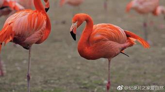 火烈鸟的视频,自然奇观视频赏析