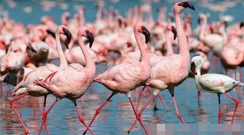 火烈鸟的视频,自然奇观视频赏析