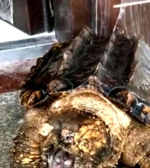 鳄龟咬人视频,鳄龟咬人事件全程回顾