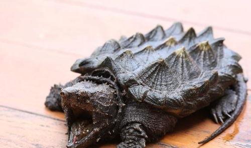 鳄龟咬人视频,鳄龟咬人事件全程回顾