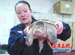 鳄龟咬人视频,鳄龟咬人事件全程回顾