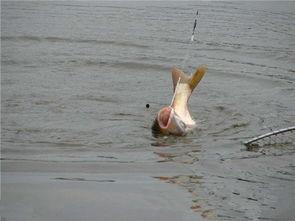 浮钓鲢鳙视频