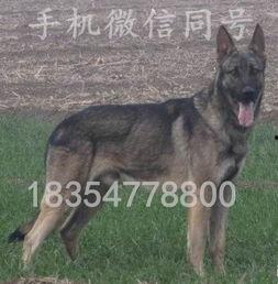 黑狼犬视频大全,视频大全中的英勇瞬间