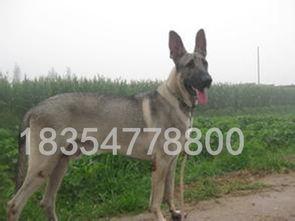 黑狼犬视频大全,视频大全中的英勇瞬间