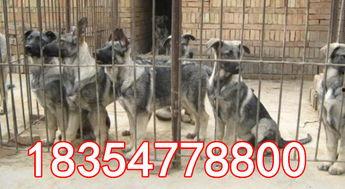 黑狼犬视频大全,视频大全中的英勇瞬间