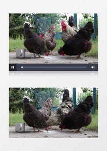 公鸡视频大全视频,趣味盎然的生活瞬间