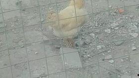 公鸡视频大全视频,趣味盎然的生活瞬间