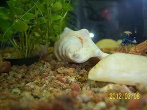 黑玛丽生小鱼视频,揭秘神秘繁殖奇观