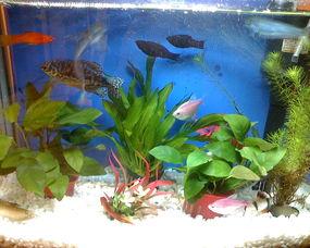 黑玛丽生小鱼视频,揭秘神秘繁殖奇观