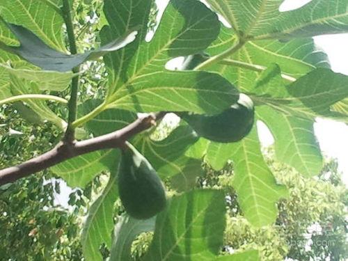 香椿树图片大全,春日绿意盎然，探寻自然之美