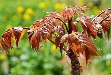 香椿树图片大全,春日绿意盎然，探寻自然之美