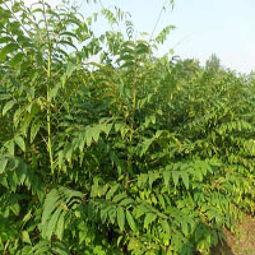 香椿树图片大全,春日绿意盎然，探寻自然之美