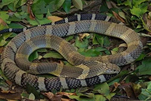 毒蛇视频,揭秘毒蛇世界的生存法则