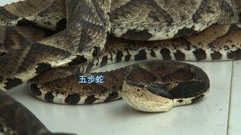 毒蛇视频,揭秘毒蛇世界的生存法则