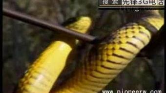毒蛇视频,揭秘毒蛇世界的生存法则