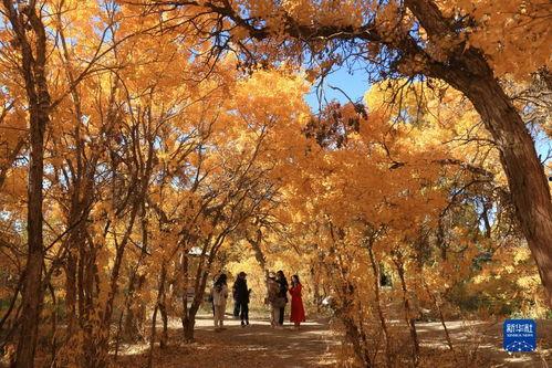 金秋十月视频,丰收的季节，美好时光的见证