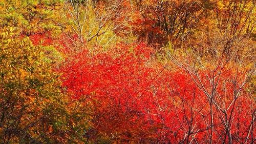 金秋十月视频,丰收的季节，美好时光的见证